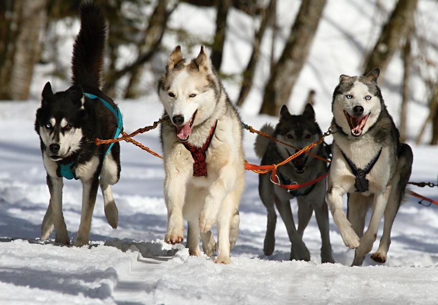 Find volunteer work exchanges with husky dogs
