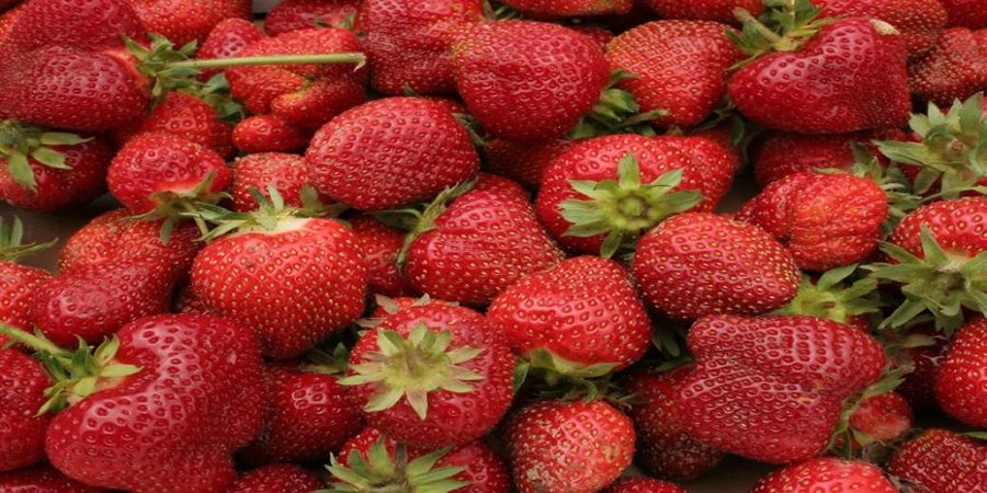 Fruit Picking Jobs in the UK