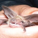 Cheap Volunteering: Make Banana Smoothies For Bats In Queensland, Australia