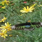 Help Exchange Volunteer Projects for Gardeners