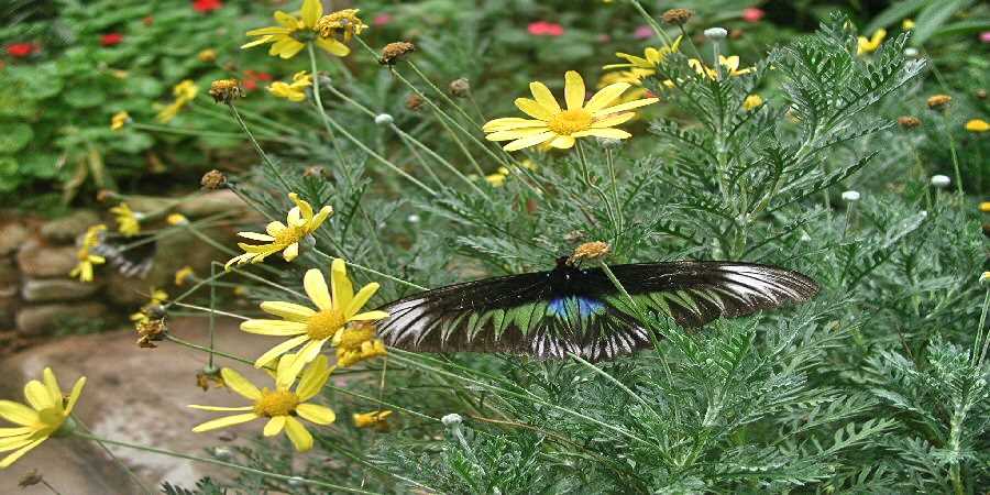 Read more about the article Help Exchange Volunteer Projects For Gardeners