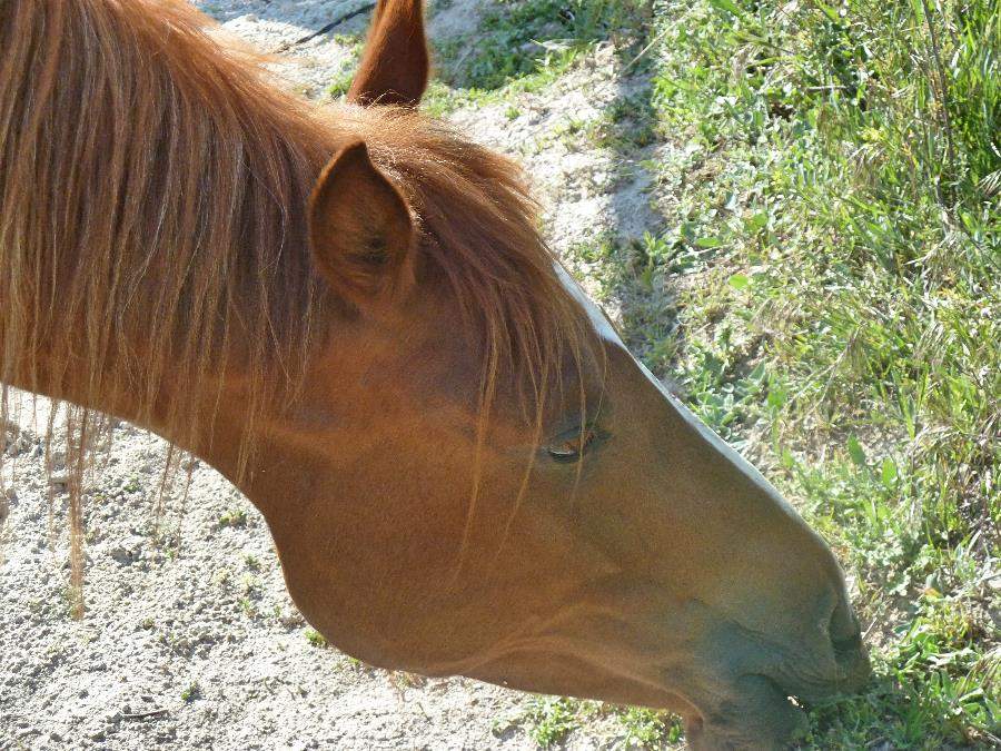 Voluntary work help exchanges with horses