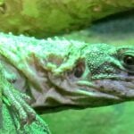 Volunteer Your Way Through Central America